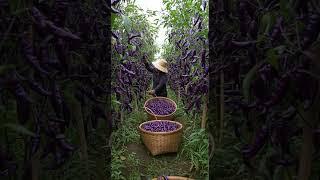 Millions of Purple Chili Harvest