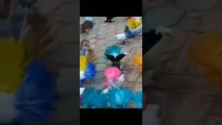 pigeons #youtubeshorts