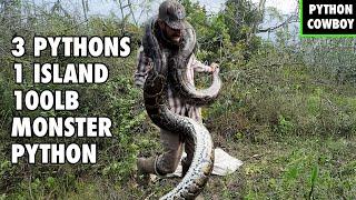 INSANE Breeding Aggregation: 14FT Python Female and Two Males Captured