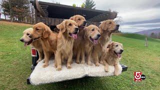 Frolic with golden retrievers near Stowe, Vermont