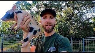 Catching Wild Hogs of All Shapes and Sizes!