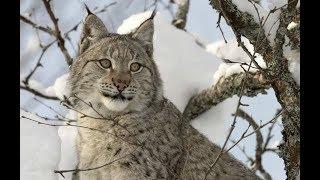 Дикая кошка с коротким хвостом . Wild cat with a short tail