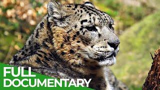 Masters of Disguise | Animal Armory | Episode 3 | Free Documentary Nature