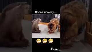 выдра ворует корм у котика #Shorts