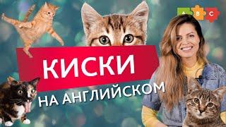 Какое место занимают кошки в английских идиомах?