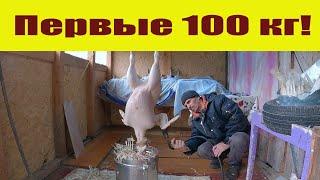 Первые 100 кг в новой "забойной"! Разведение индюков, последний этап индюшиного сезона 2022!