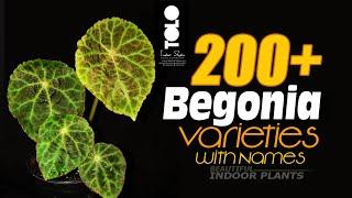 200+ Begonia Varieties with names || Types of begonia plants | Begonia Names