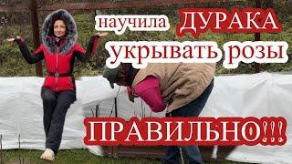 ЛУЧШИЙ СПОСОБ УКРЫТИЯ РОЗ?! Вот и сравним…