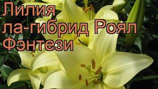 Лилия ла-гибрид Роял Фэнтези (lilium)  Роял Фэнтези обзор: как сажать, луковицы лилии Роял Фэнтези