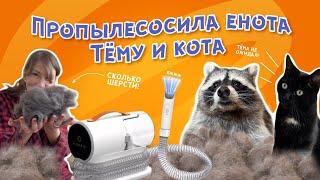 Пропылесосила енота Тему и кота Жору 