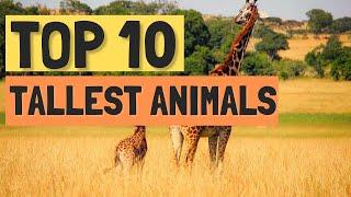 Top 10 Tallest Animals In The World