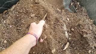 Planting bananas in Phoenix AZ
