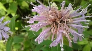 Wild Bergamotte (Monarda Fistulosa) in einer Wiese