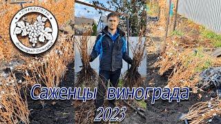 Саженцы винограда Донецка