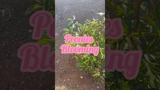 Peonies Blooming  #peonies #gardening #cutflowers #garden #flowers #plants #spring #bloom