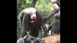 Chimpanzees Lifes : mating to reproduce @NatGeoWildFrance  @WildNOut