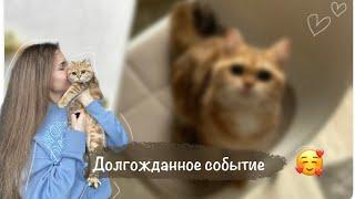 Мы завели кошку! | Золотая шиншилла | первые дни дома | плюсы и минусы