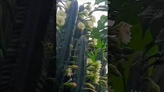 Cactus flower  kalli mull Chedi flower #shorts #shortvideo #shortsfeed #cactus #short