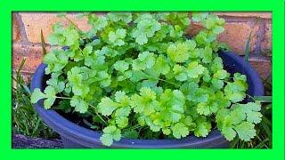 How To Grow Coriander from Cuttings and Roots