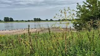 Viele Wildgänse am Rhein. Am Rhein gibt es nicht nur Fische :)