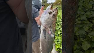 Spearfishing California’s Most Elusive Fish