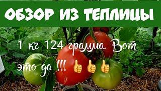 18. ОБЗОР ТОМАТОВ В ТЕПЛИЦЕ. 30 июля 2024 год