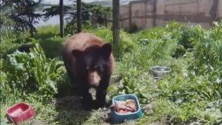 Hope for wildlife Season In Asia - wildlife conservation in Asia
