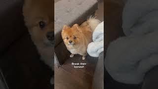 Don’t break somebody’s heart..#puppy #pomeranian #fup #pets #funny #shorts