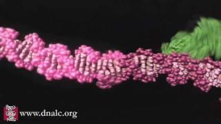 Mechanism of Recombination