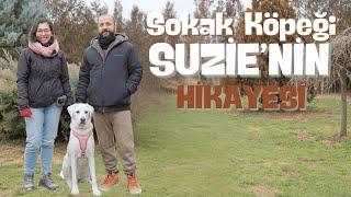 Sokak Köpeği Suzie'nin Hikayesi