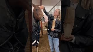Where is your home?  #horse #horses #pony #equestrian #pferde #cheval #hest #funny #love #friends