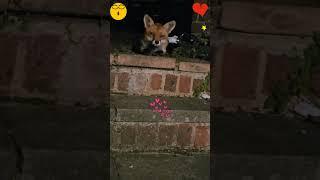 ADORABLE FOX FALLING ASLEEP AT NIGHTDAISY THE CUTE FOX