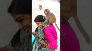 Chulbuli ki new masti video #monki #funnyvideos #funny #comedy #cute