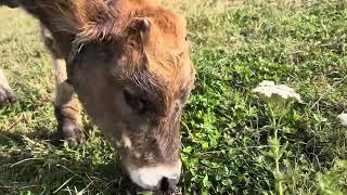 The calf is eating grass. Norshen. Հորթը խոտ է ուտում. Նորշեն. 8.8.2022