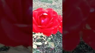 pul video || pashto naat ||new video||  #shorts #video