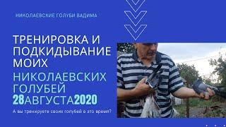 Тренировка и подкидывание моих николаевских голубей 28августа2020