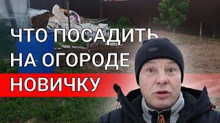 огород первый год, что посадить новичку на огороде