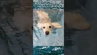 Swimming Dog with Big Ears / Cute Dachshund Malrang