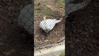 Cockatoo #short #shortvideo #birds #zoo #shortfeed