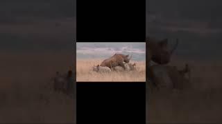 Rhinos mating. Nairobi National park.