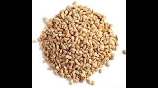 Barley vs Pearl Barley