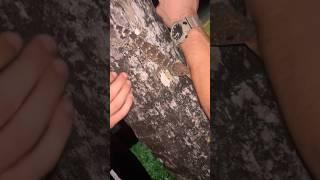 When a Tokay Geko Attacks #tokaygecko #florida #lizard #everglades #animals #floridaanimals