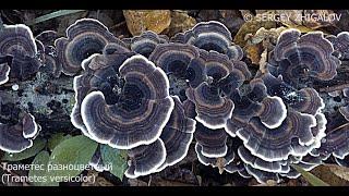 Траметес разноцветный Trametes versicolor Приготовление лечебной настойки