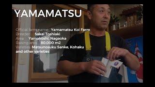 Ikeage Yamamatsu Koi Farm | Koi harvest | Japan 2019 | Koi Fish