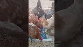 تربية الفراخ البياض والديوك فوق سطح بتنا#ترند #اكسبلور #chicken #funny #rooster #chickensong #animal