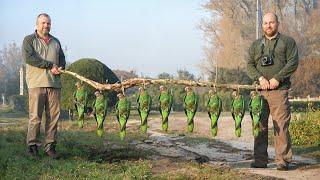 How Australian Farmers Deal with 17 Million Invasive Wild Parrots