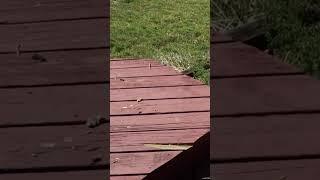 Replacing a wooden deck with trex #shortsvideo #diy #homerepair #shortvideo #deck #wooddeck