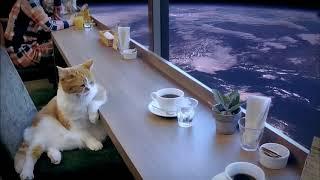 4k 60fps 10 hours of a cat in space with calm music