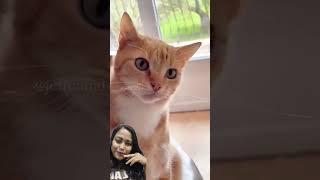 You so cute #cat #mycatchannel #catchannel #funny #animals #subscribe #ytcat #fypシ゚ #viralshort