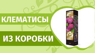 Клематисы из коробки. Наш опыт для начинающих и опытных садоводов. Открываем посылку с  клематисами.